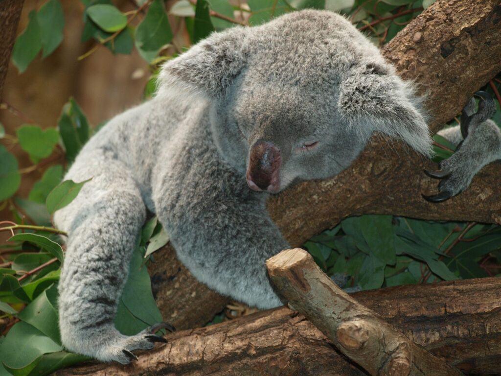 koala, animal, sleeping-9960.jpg